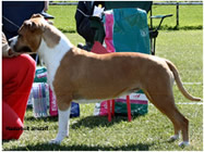 CH. GEMINERO THIRTYSOMETHING (USA)